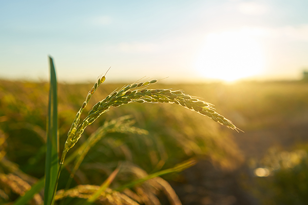 Detail Of The Rice Plant At Sunset In Valencia, With The Plantat